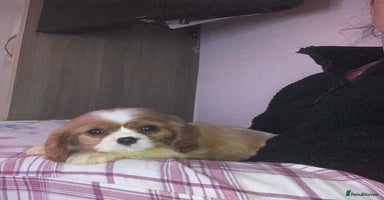 Cavalier King Charles Spaniel dogs HEALTH TESTED PARENTS King Charles cavalier pups  - Advert 2