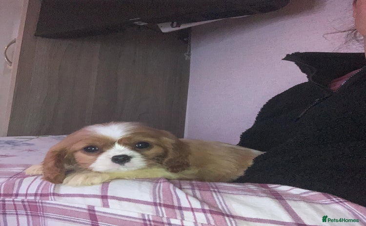 Cavalier King Charles Spaniel dogs HEALTH TESTED PARENTS King Charles cavalier pups  - Advert 1