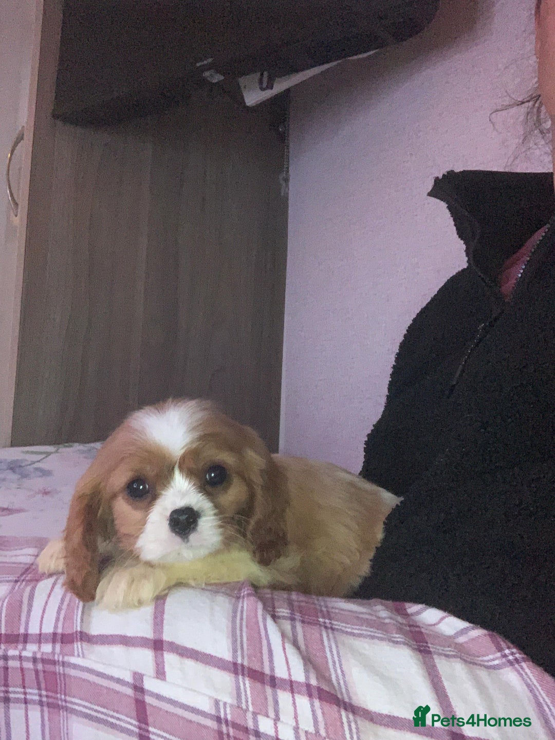 Cavalier King Charles Spaniel dogs for sale: HEALTH TESTED PARENTS King Charles cavalier pups  - Advert 2