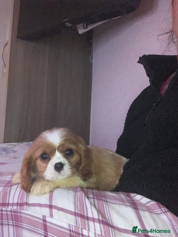 Cavalier King Charles Spaniel dogs HEALTH TESTED PARENTS King Charles cavalier pups - Advert 16