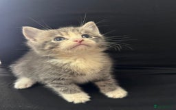 Mixed Breed cats for sale: Beautiful kittens  - Image 9