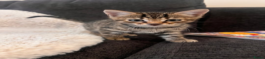 Bengal Kitten 2