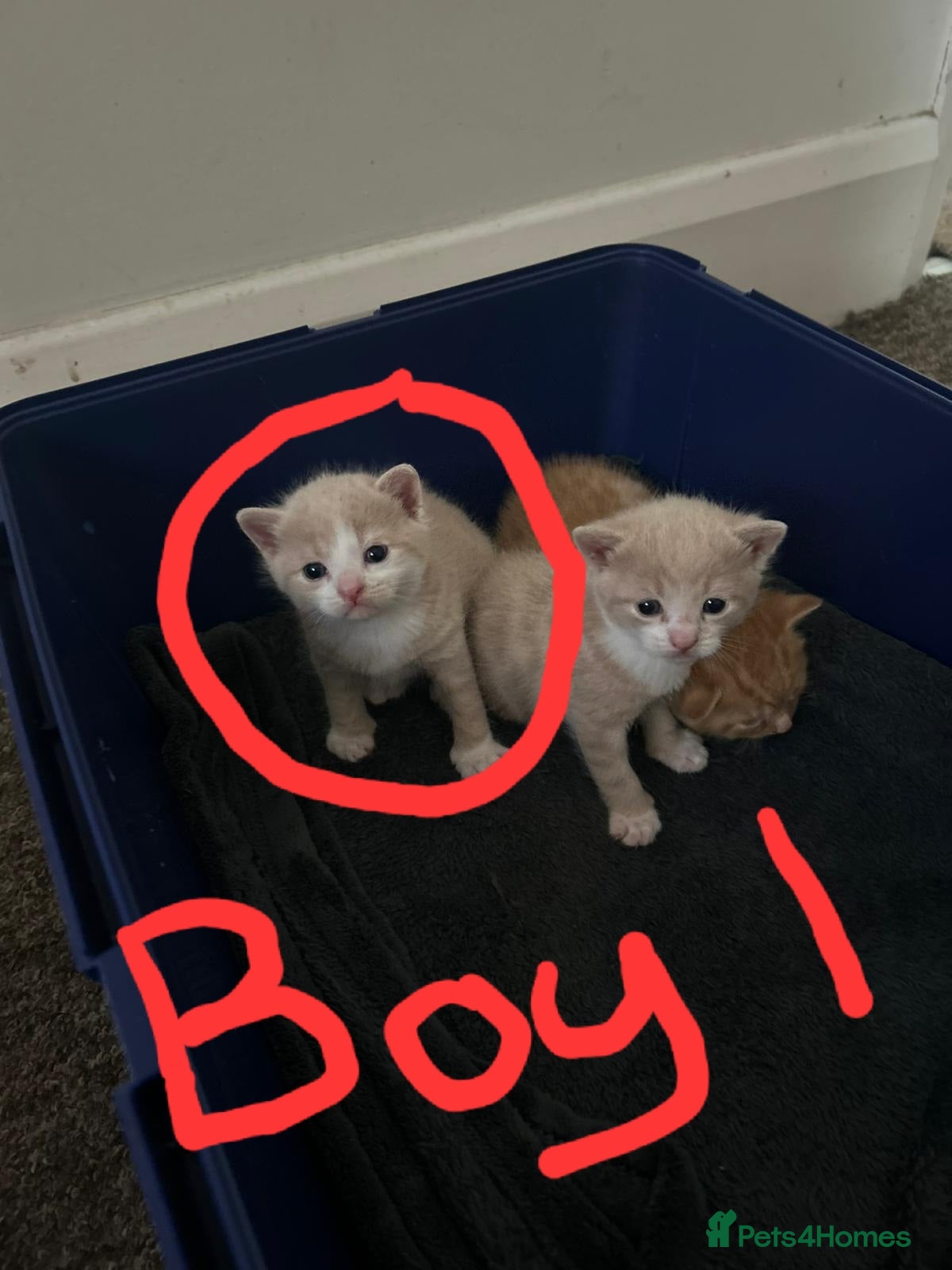 Domestic Shorthair cats 2 boys looking for their forever home - Advert 3