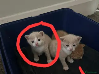 Domestic Shorthair cats 2 boys looking for their forever home - Advert 3