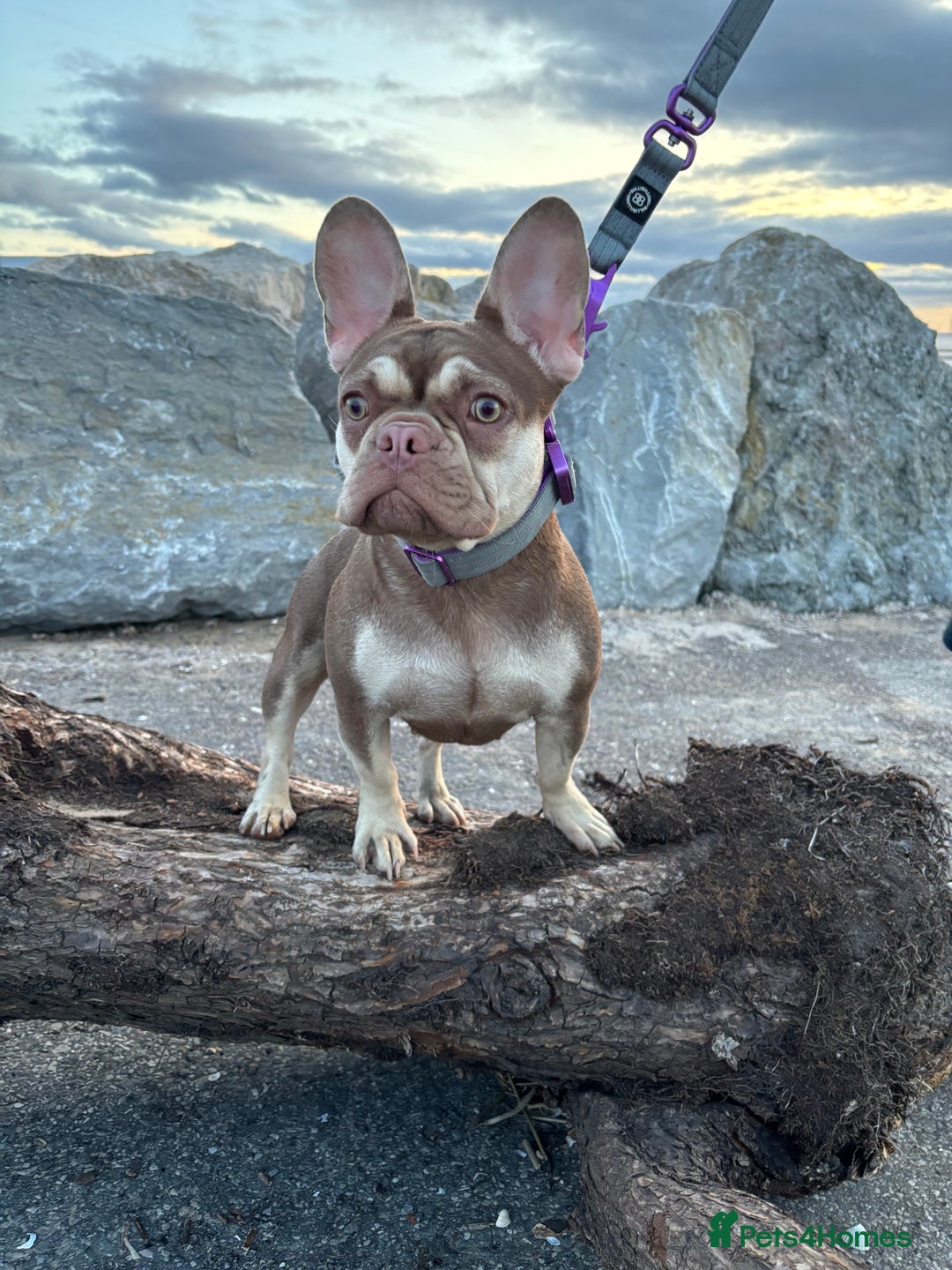 French Bulldog dogs for sale: QUALITY FRENCH BULLDOG PUPPIES - Advert 27