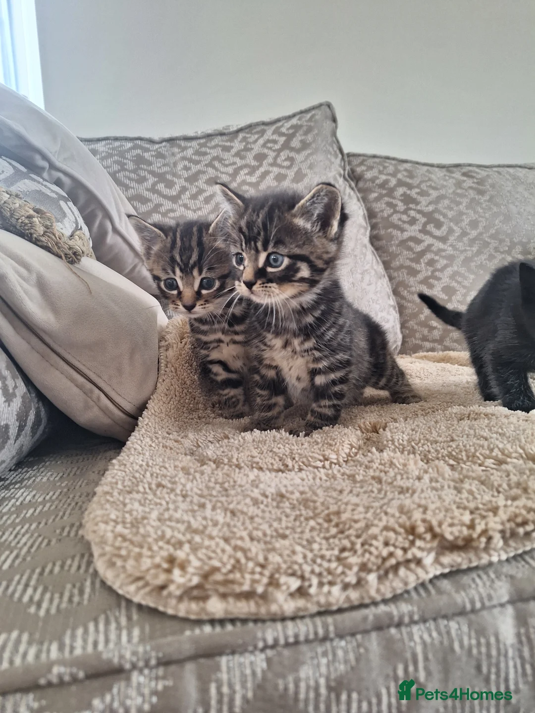 Mixed Breed cats for sale: Tabby and smoky grey kittens  in Thirsk - Advert 2