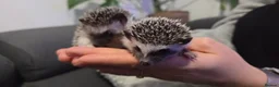 Pygmy Hedgehog rodents for sale: Two females African pigmy hedgehog  - Advert 5