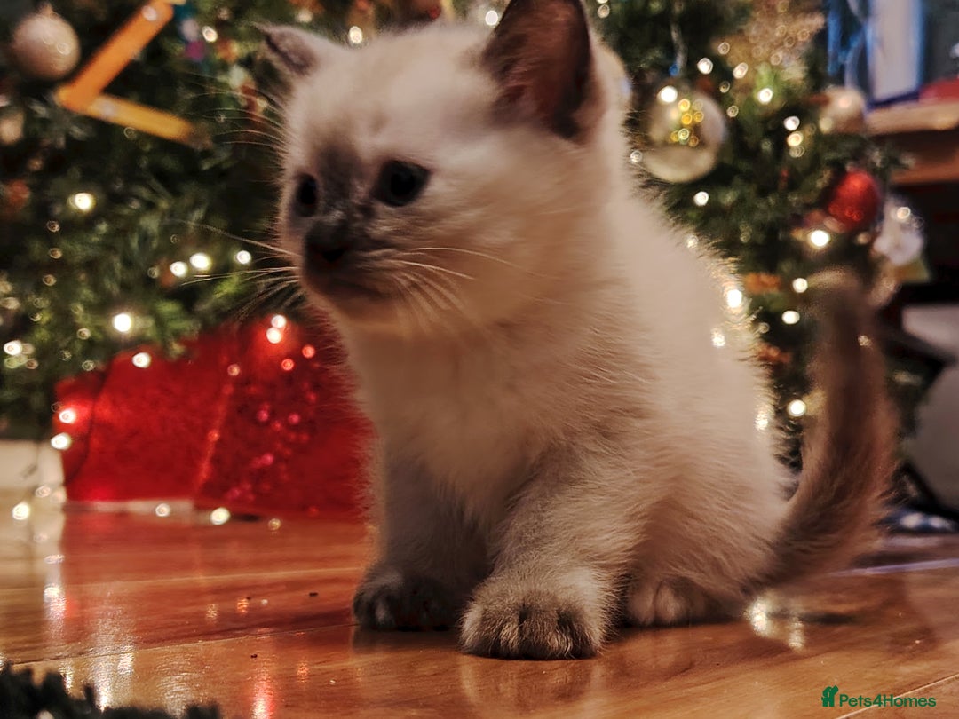 Ragdoll cats for sale: Gorgeous Tonkdoll kittens - Advert 8