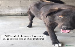 Mixed Breed dogs for adoption: Sombra, 1.5 yrs approx  Available for adoption  in Brixham - Image 12