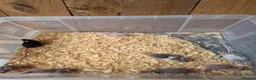 Mouse rodents for sale: Fancy pet mice for sale £8 each  in Manchester - Advert 7