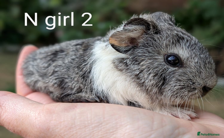 Guinea Pig rodents - Advert 4