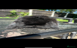 Mini Lop rabbits for sale: Top quality mini lop babies  - Image 8