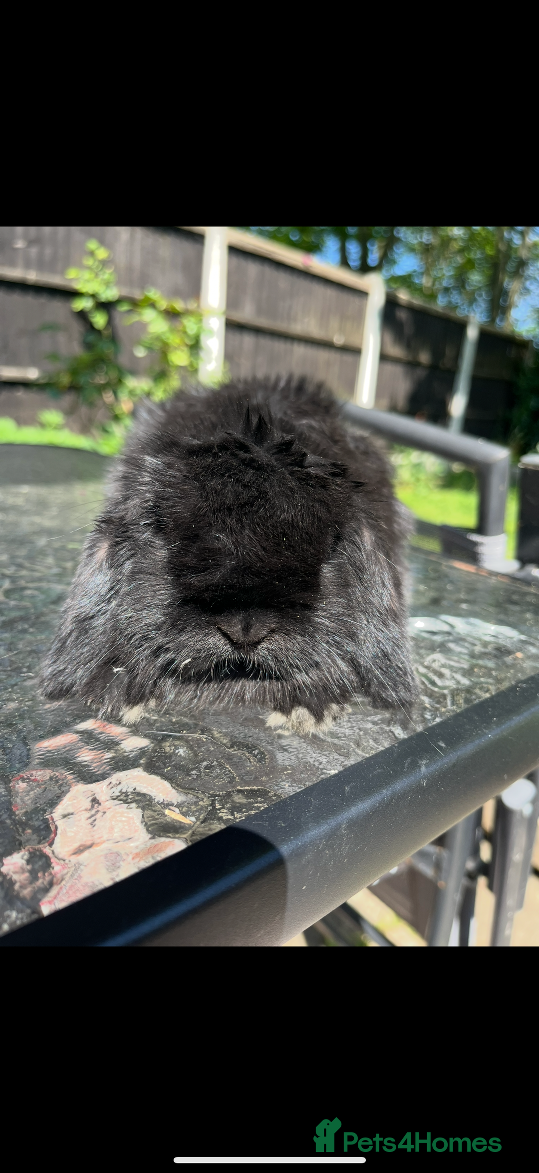 Mini Lop rabbits for sale: Top quality mini lop babies  - Image 8