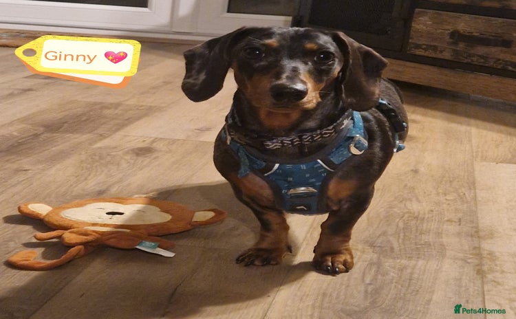 Dachshund dogs - Advert 1