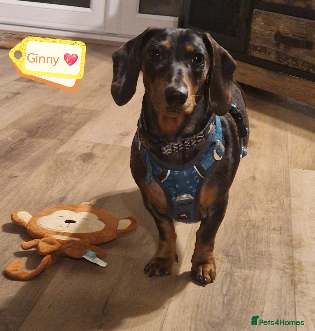 Dachshund dogs for adoption: 💖🐶 Ginny 🐶💖 - Image 1