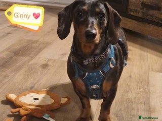 Dachshund dogs - Advert 10
