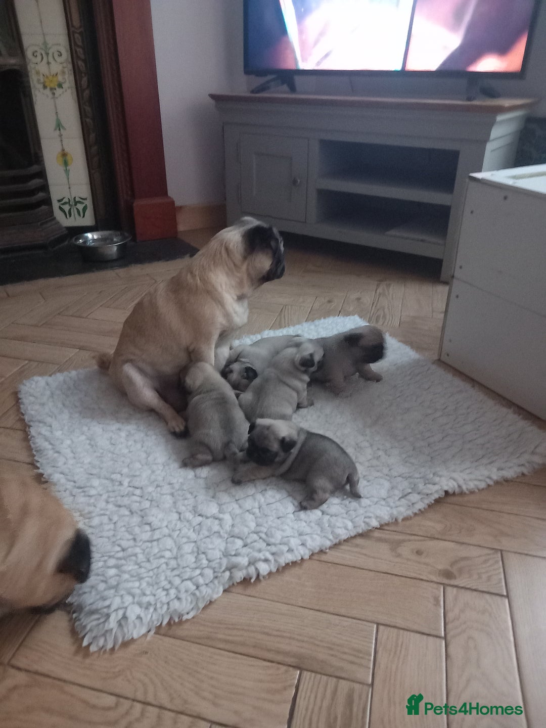 Pug dogs for sale: Pug puppies boys and girls  - Image 11