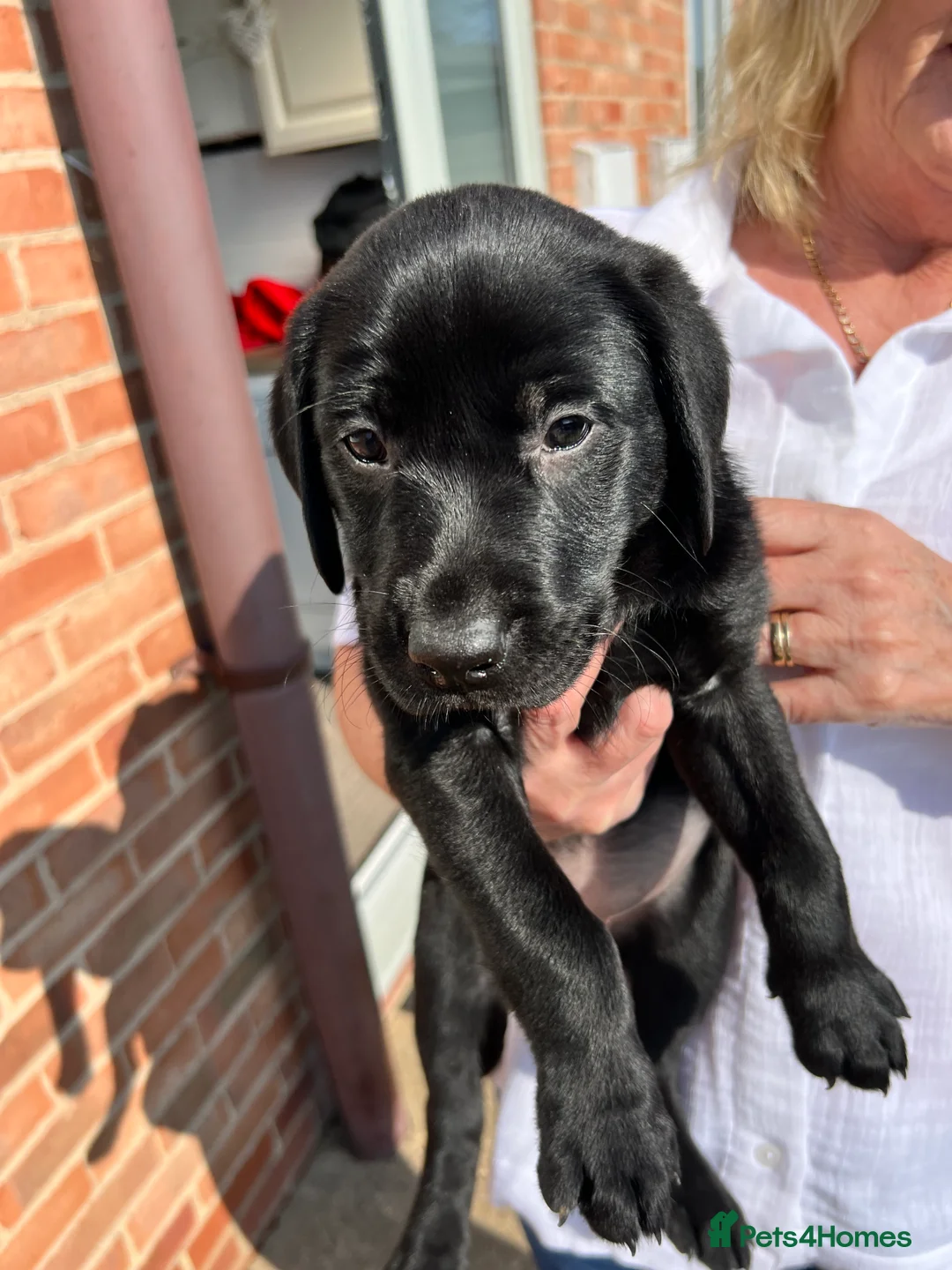 Labrador Retriever dogs for sale: ** 3 beautiful females remaining ** - Advert 1