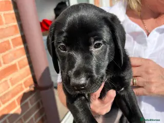 Labrador Retriever dogs **Gorgeous Labrador** - Advert 12