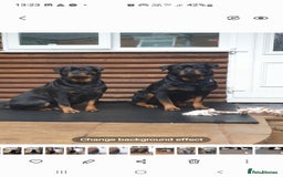 Rottweiler dogs for sale: Kc reg full German champion rottweiler puppies   - Image 24