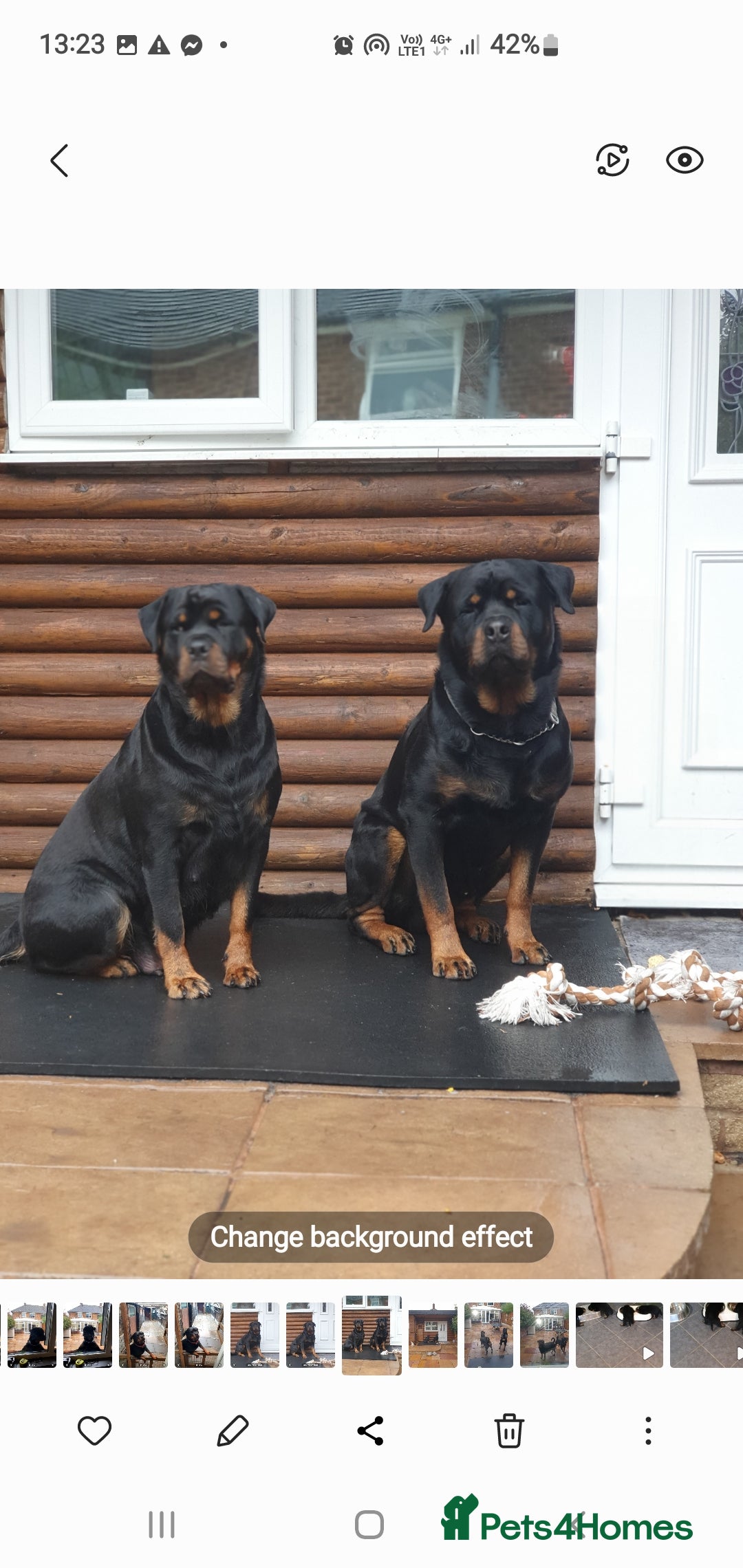Rottweiler dogs for sale: Kc reg full German champion rottweiler puppies   - Image 24