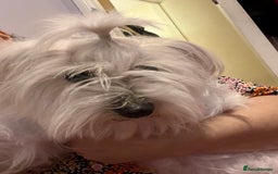 Maltese dogs for sale: Lolita is looking for a new loving family - Advert 2