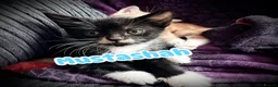 British Shorthair cats for sale: Beautiful Kittens 🐱  in Birmingham - Advert 7