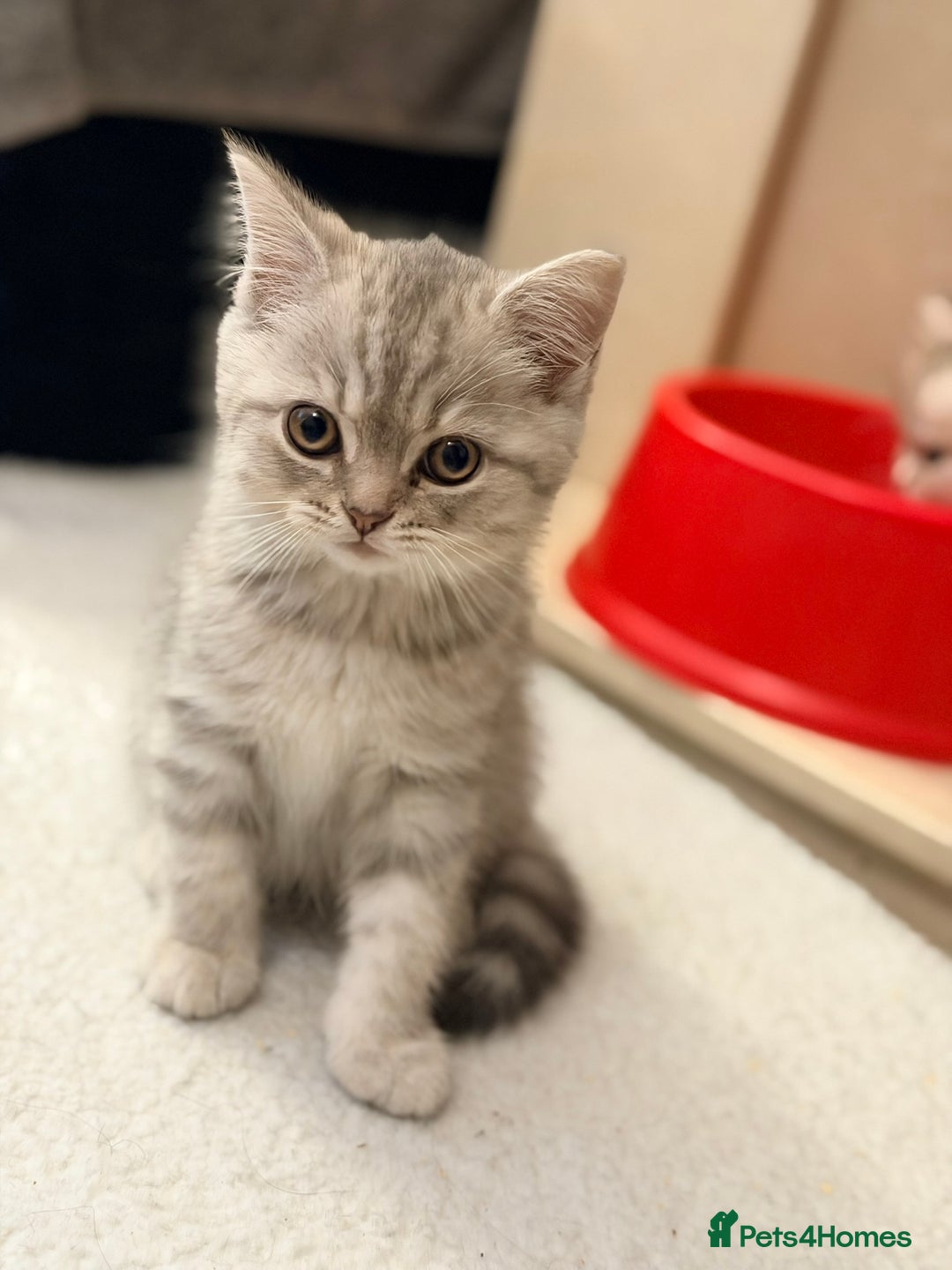 Scottish Fold cats for sale: Scottish fold kittens for sale! - Advert 19