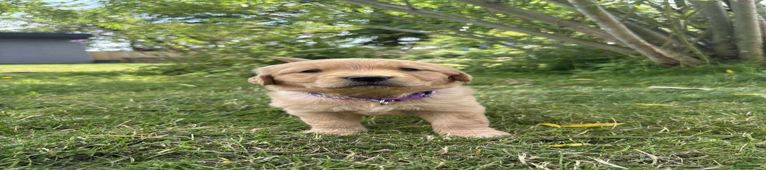Golden Retriever Puppy 7