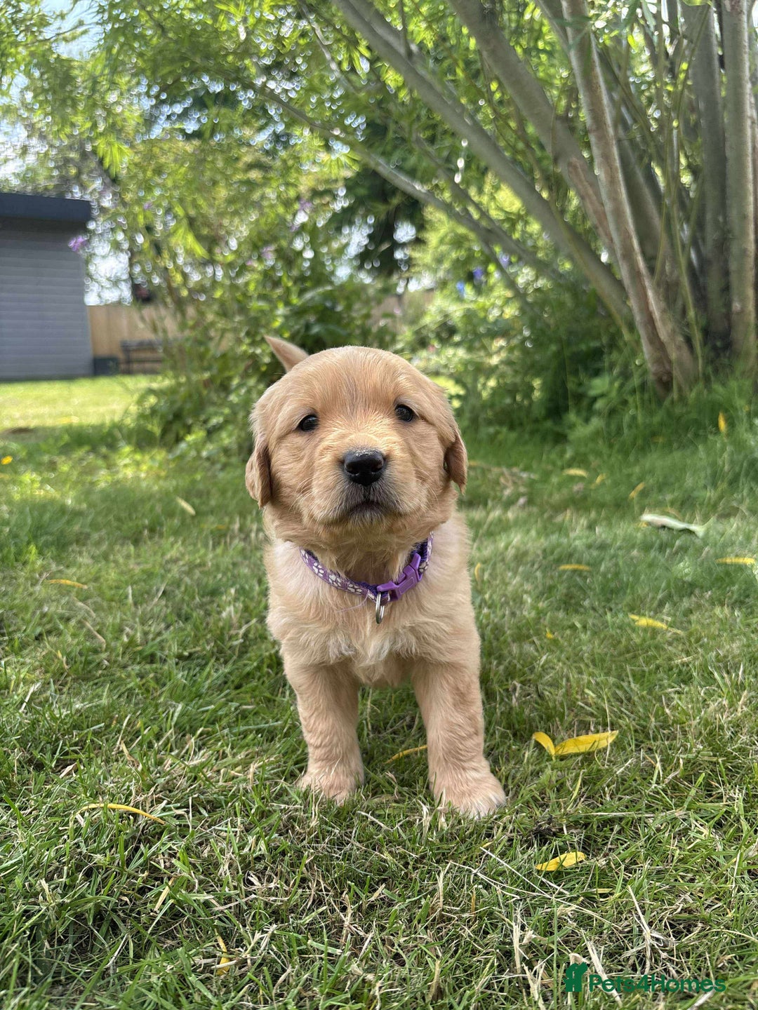 Golden Retriever dogs for sale: Kc pedigree golden retrievers (fox red  in Malton - Image 12