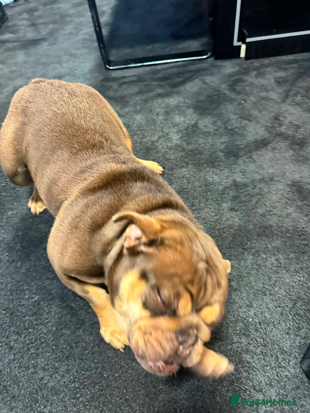 English Bulldog dogs for sale: Female English bulldog looking for a loving home. - Advert 7