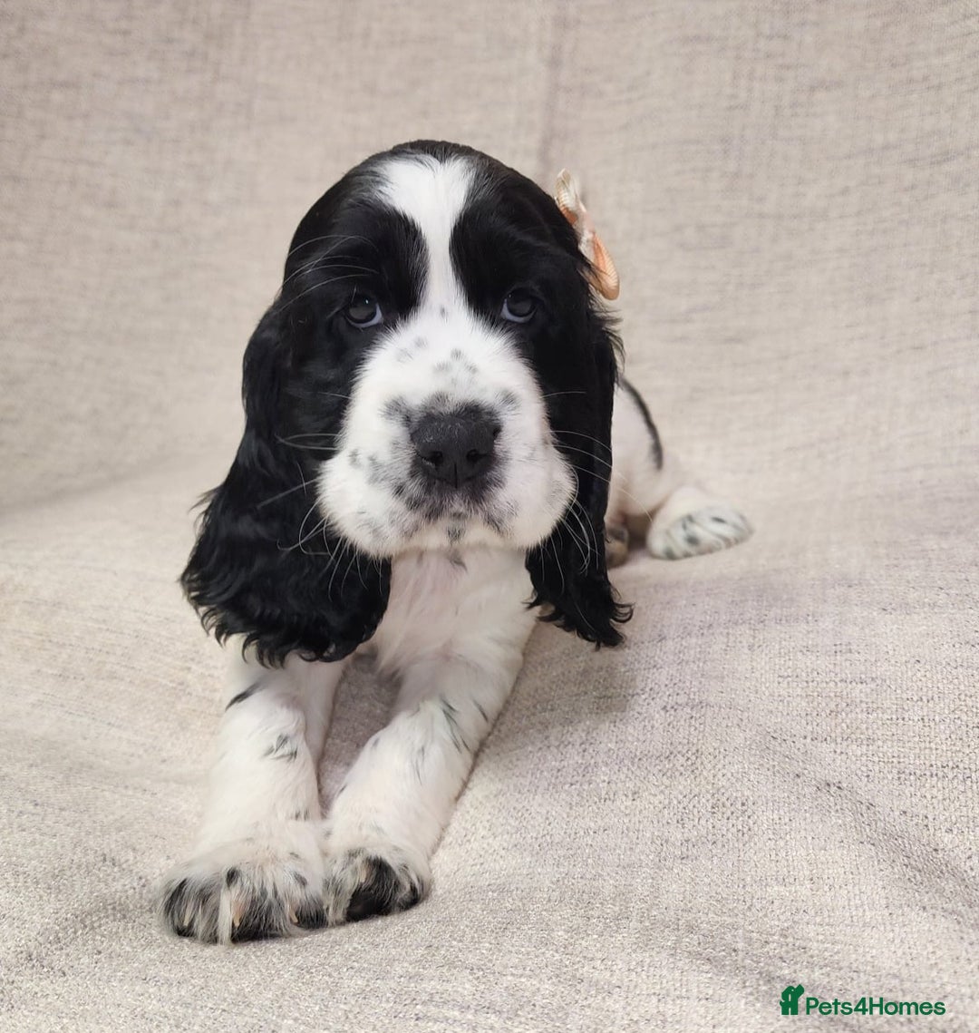 Cocker Spaniel dogs for sale: Show type unique markings cocker spaniel puppies  - Advert 17