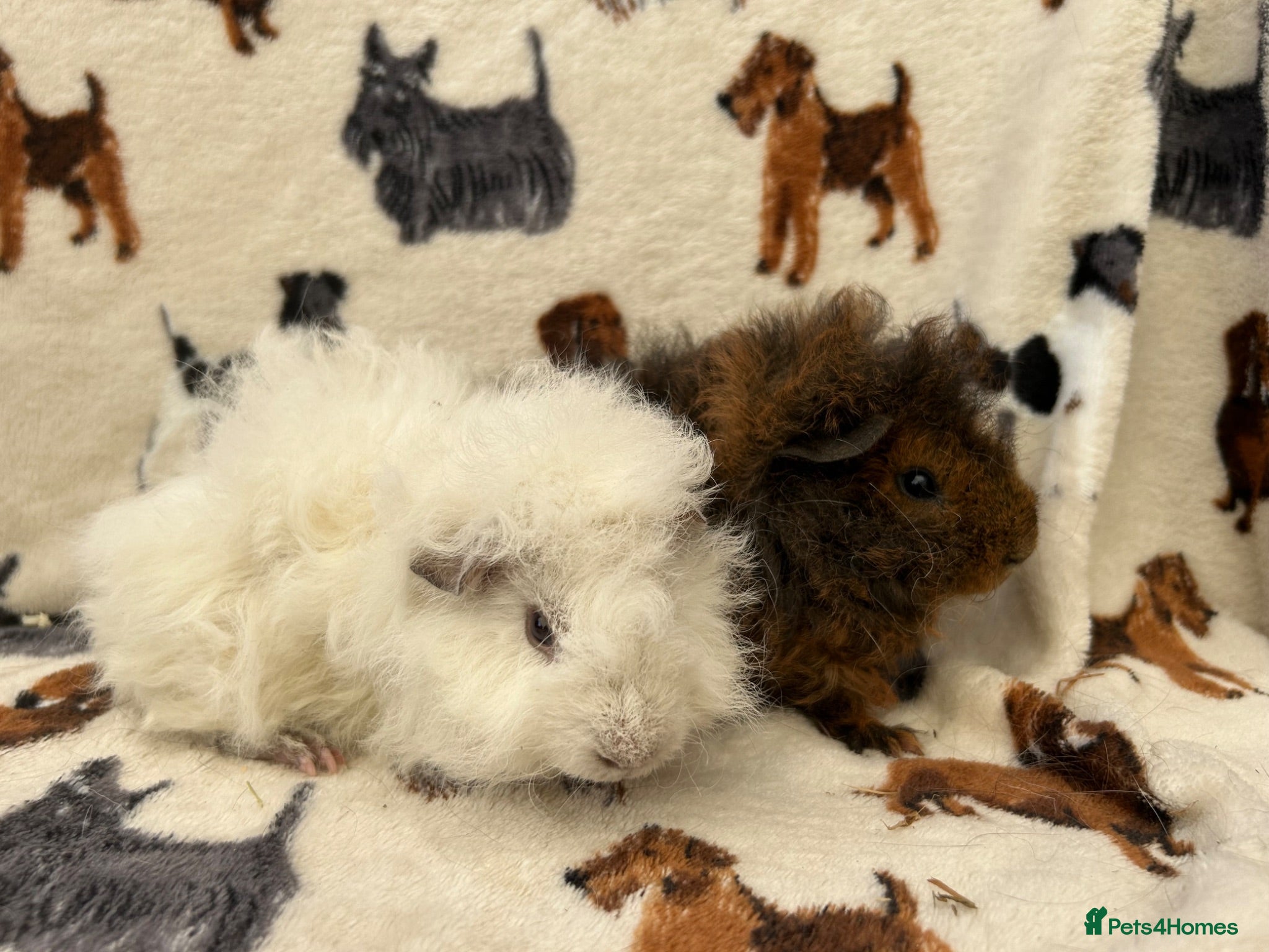 Guinea Pig rodents Baby Guinea pigs  - Advert 1