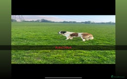 Saint Bernard dogs for sale: Stunning kc Saint Bernard puppies  - Image 28