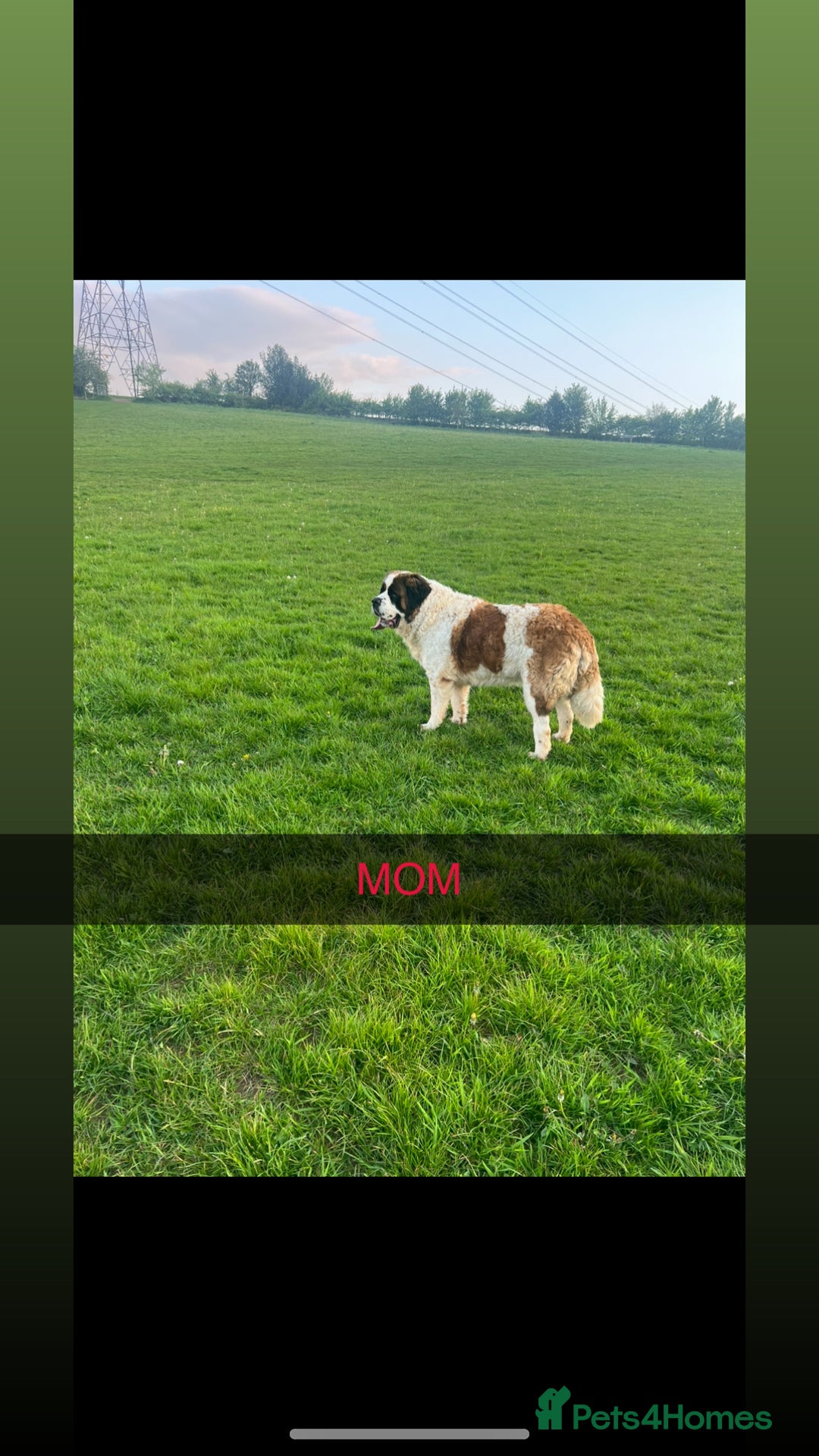 Saint Bernard dogs for sale: Stunning kc Saint Bernard puppies  - Image 28