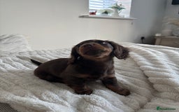 Miniature Dachshund dogs for sale: Long-haired Miniature dachshund puppy - Advert 3