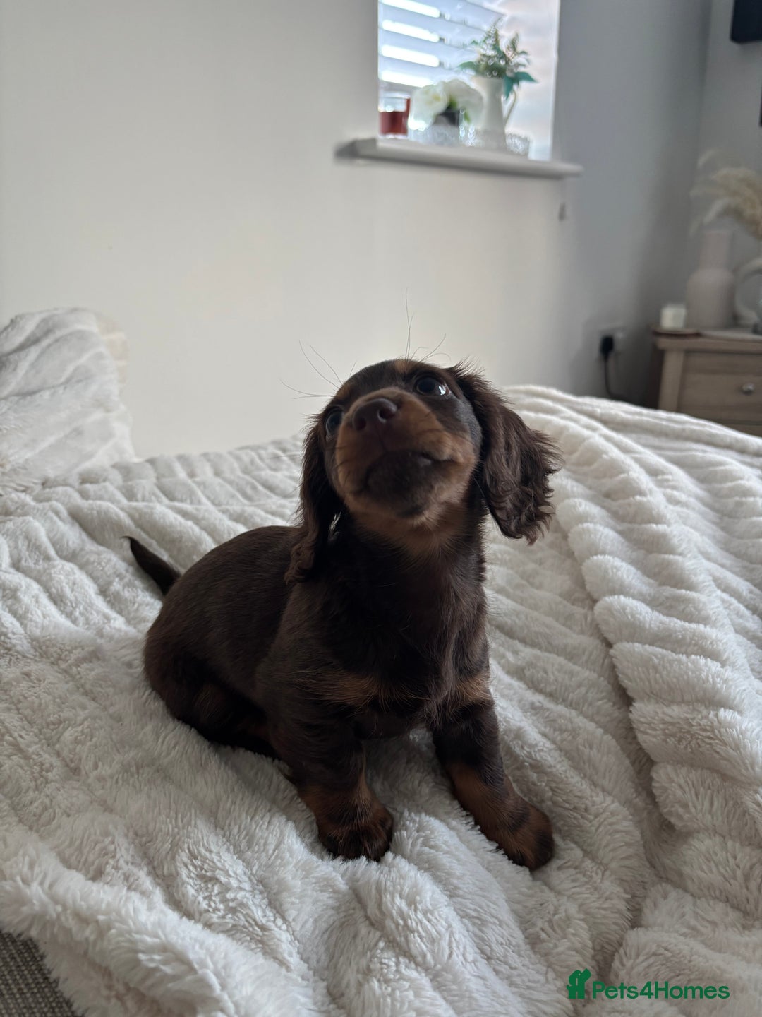 Miniature Dachshund dogs for sale: Long-haired Miniature dachshund puppy - Advert 3