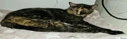 Mixed Breed cats for adoption: 3 year old Tortoiseshell female rescue cat - Twix - Advert 9