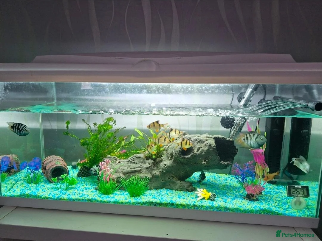 Catfish fish for sale: Fish tank and fish for sale  - Advert 1