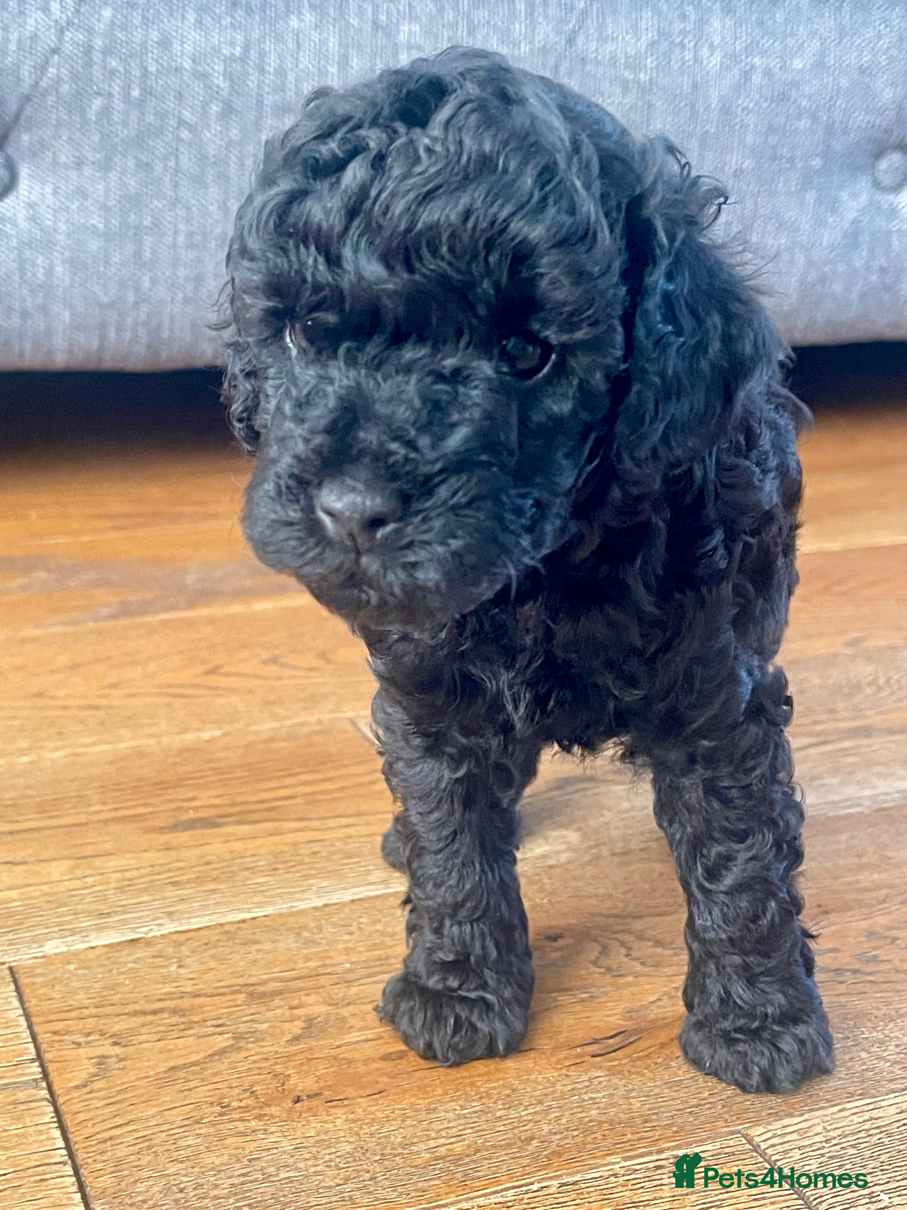 Maltipoo dogs F1b Toy Maltipoo Puppies Ready 22 July | Essex - Advert 2