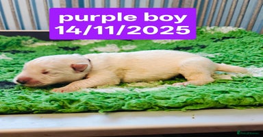 White Swiss Shepherd dogs KC Reg long-coat White Swiss Sheperd pups for sale - Advert 13