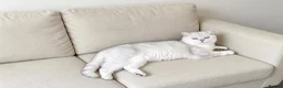 British Shorthair cats for sale: Stunning BSH GCCF Registered Boy - Advert 5