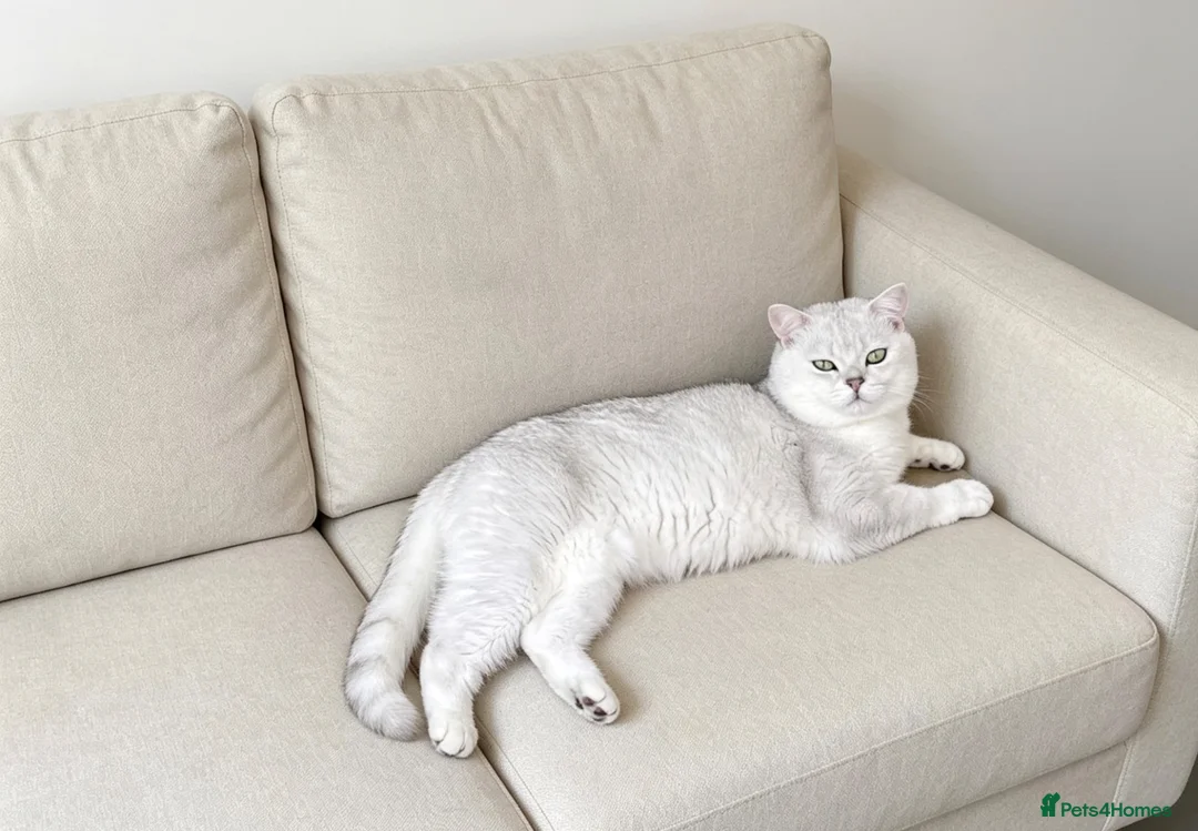 British Shorthair cats for sale: Stunning BSH GCCF Registered Boy - Advert 5
