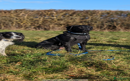 Labrador Retriever dogs for sale: Labrador pups, well-socialised & family raised - Image 19