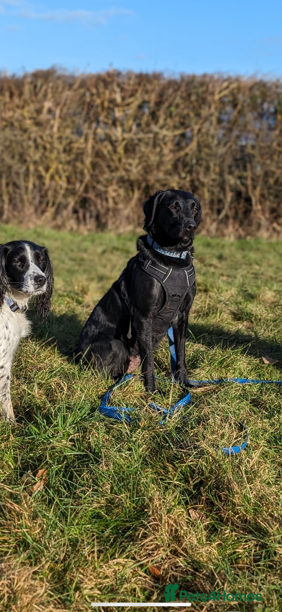 Labrador Retriever dogs for sale: Labrador pups, well-socialised & family raised - Image 19