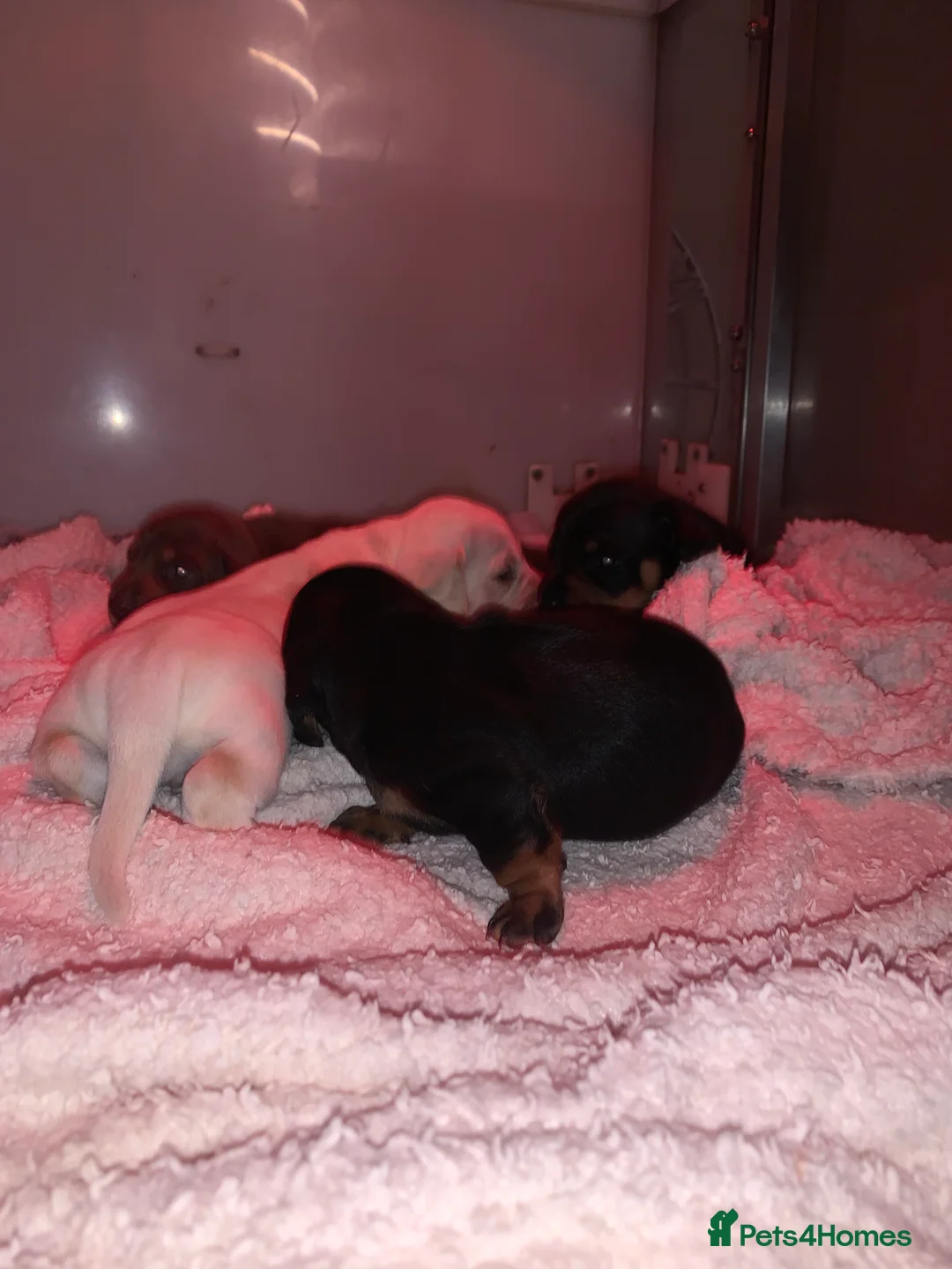 Dachshund dogs for sale: 🐾Adorable Dachshund Boys🐾 - Advert 7