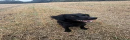 Cockerdor dogs for sale: Shadow in Rotherham - Advert 1