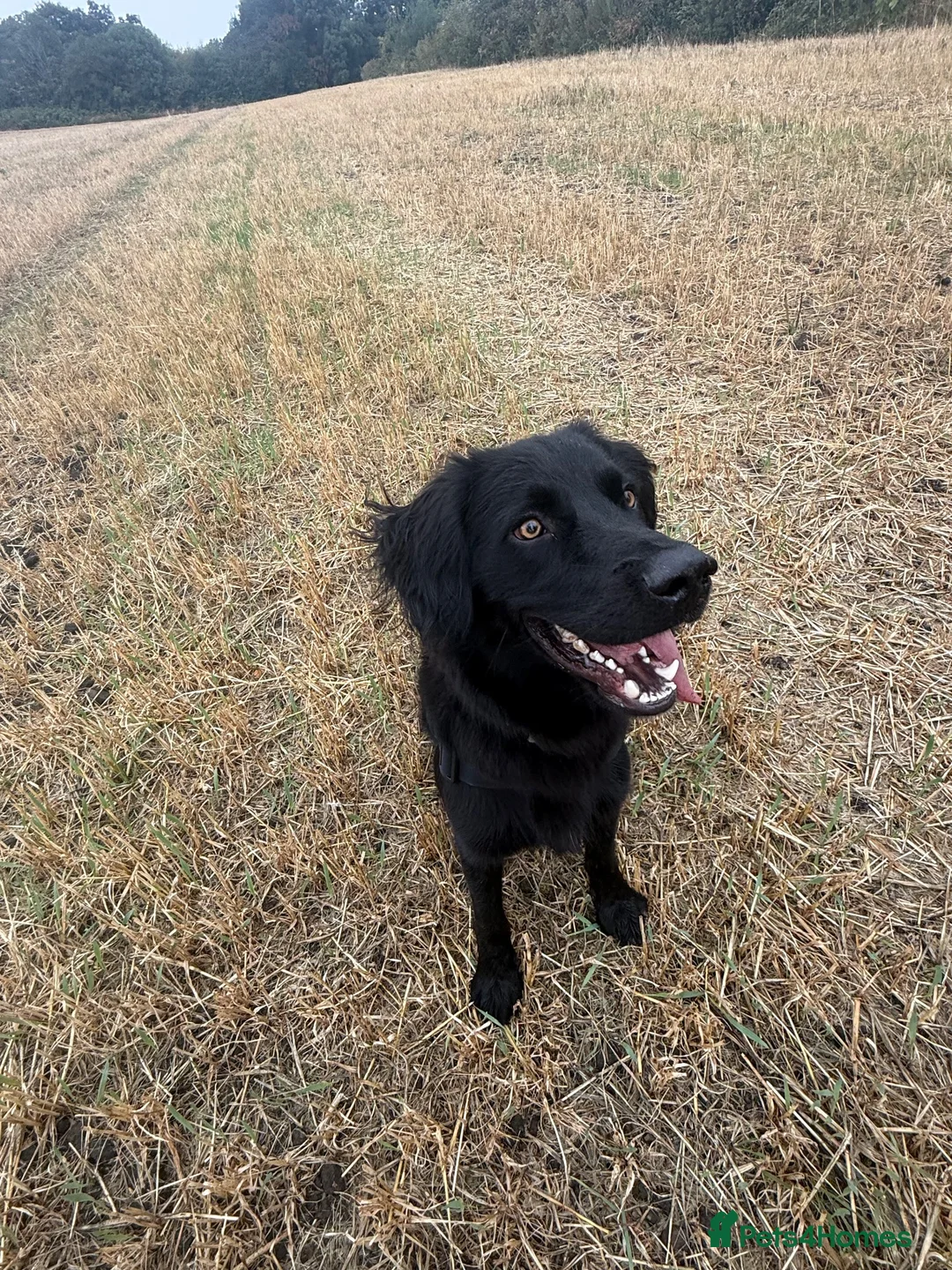 Cockerdor dogs for sale: Shadow in Rotherham - Advert 1