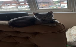 Domestic Shorthair cats for sale: 2 year old female cat - Image 5