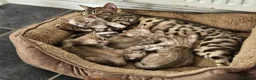 Bengal cats for sale: Snow mink bengals - Advert 15